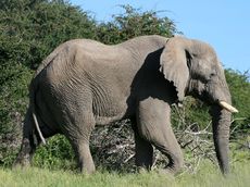 Afrikanischer_Elefant_14.JPG